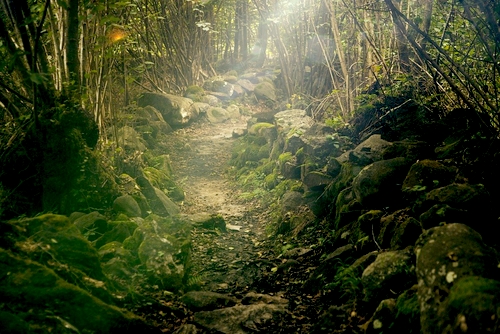 自然界の住人たち